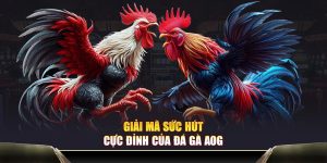 Giải mã sức hút cực đỉnh của đá gà AOG